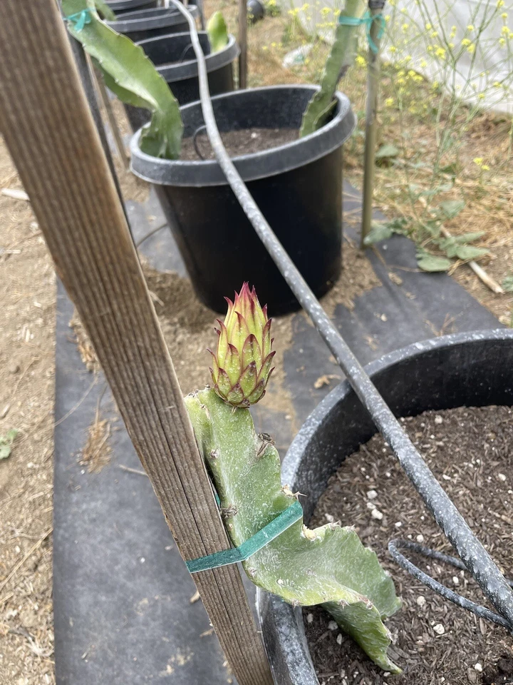 Robles Red Dragon Fruit Unrooted Cuttings – Mature Pitaya Cactus Cuttings for Propagation and Growing