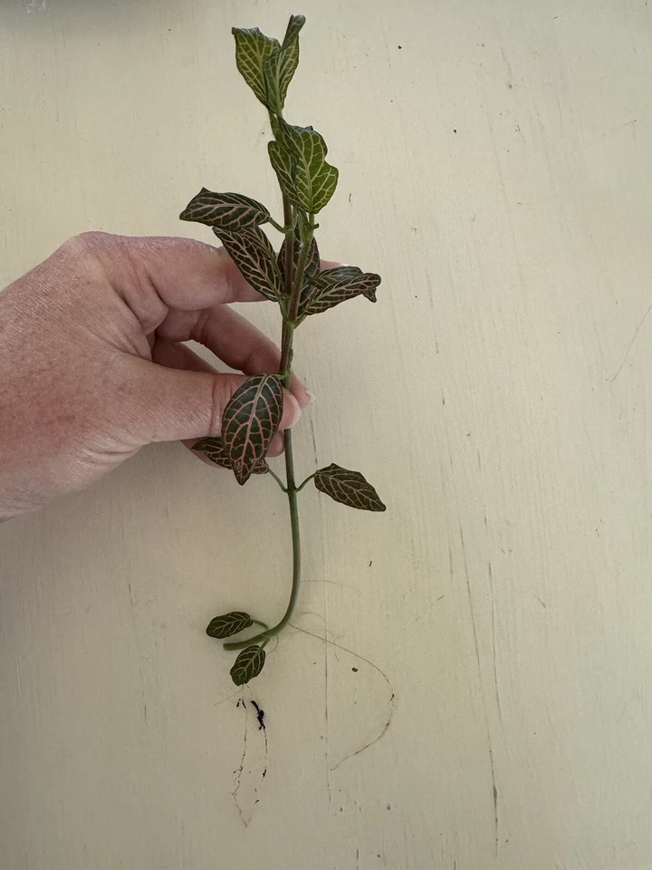 Pink Nerve Plant Live Cutting – Fittonia spp Striped Leaf Houseplant Division for Terrarium or Indoor Growing