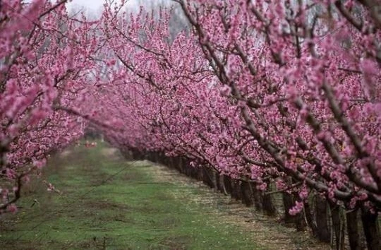 Nemaguard Peach Tree Fresh Cuttings – Prunus persica Rootstock, 10 Unrooted Cuttings 6–8 Inches Long
