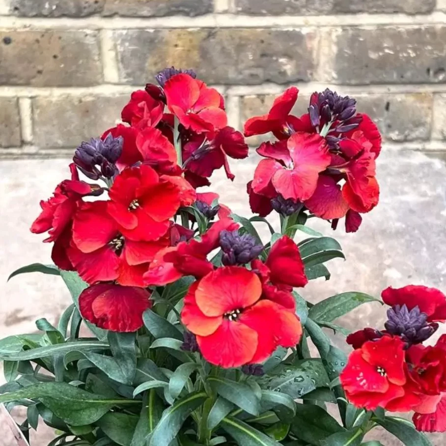 Wallflower Winter Passion Live Plant, Erysimum Flower Starter 1–3 Inch Tall for Garden or Container Growing