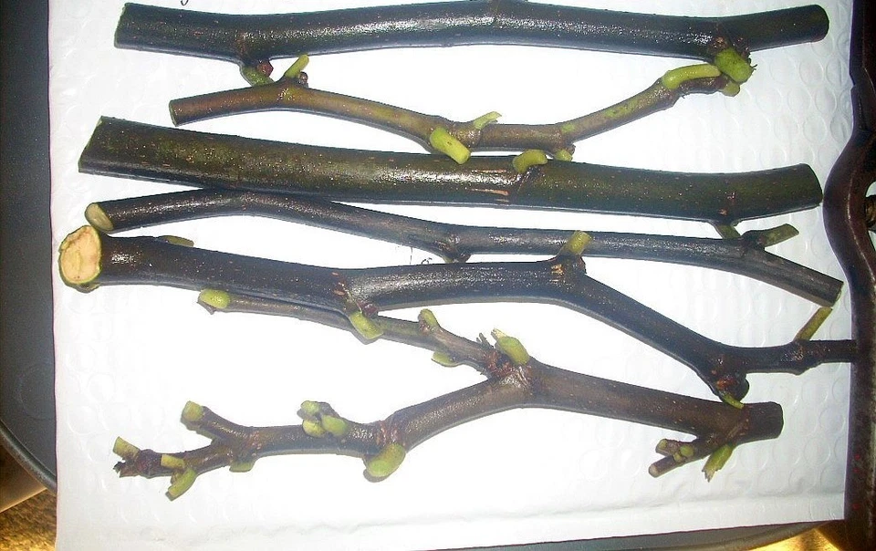 Maltese Falcon Fig Tree Cuttings – 5 Unrooted Cuttings – Rain Tolerant Productive Fig Variety