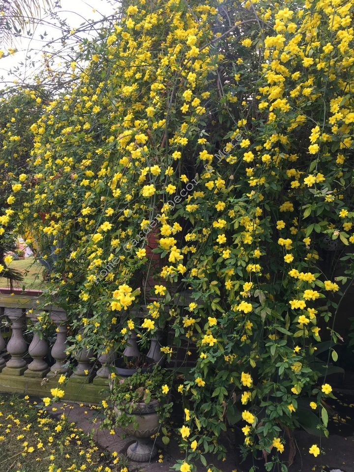 Winter Jasmine Cuttings – 10 Live 12 Inch Jasminum Nudiflorum Vine Shrub Cuttings with Yellow Flowers