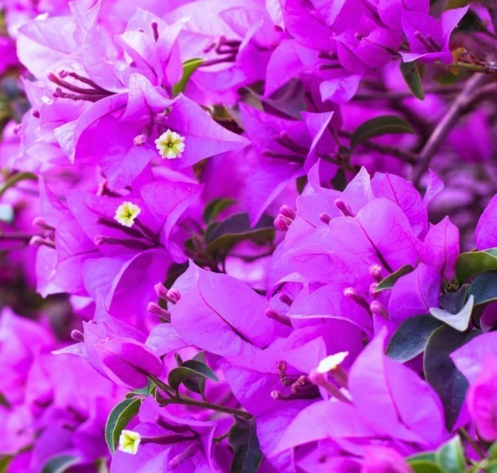 Blueberry Ice Bougainvillea Live Plants – Set of 2 Rooted Variegated Bougainvillea, Ships Rooted No Pot