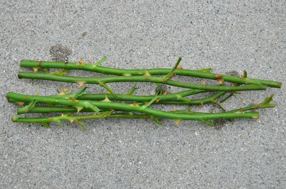 Red Rose Cuttings – 5 Fresh Garden Rose Stems Ready for Rooting, Live Plant Starter Material for Propagation