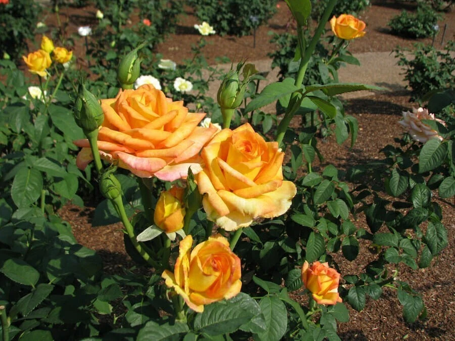 Gold Medal Rose Cuttings – 3 Unrooted Pieces – Hybrid Tea Rose for Rooting or Grafting