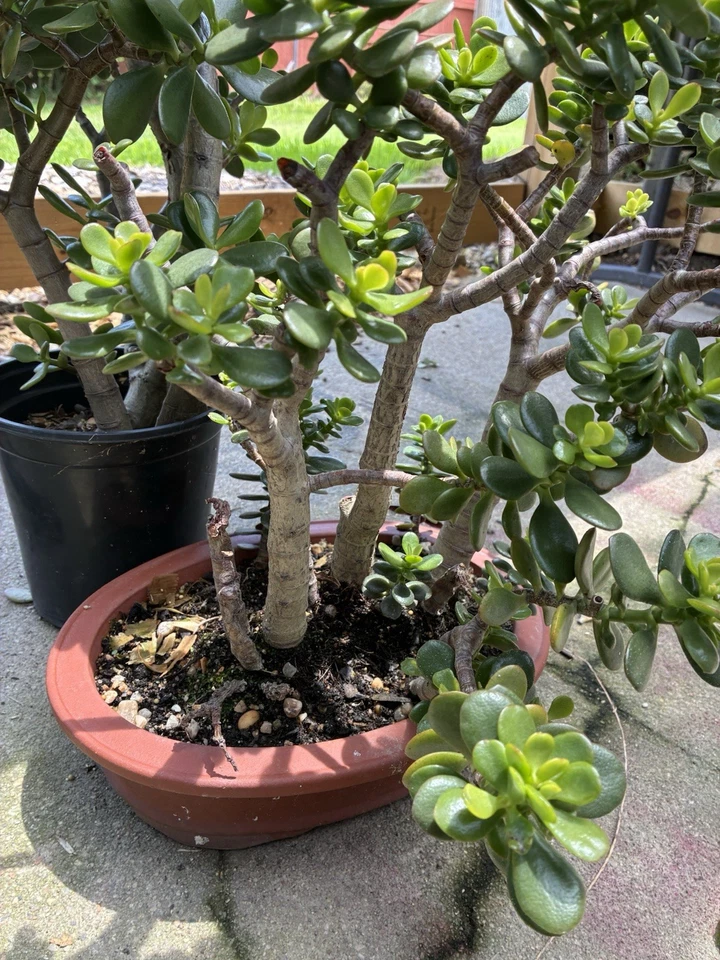 Crassula ovata Jade Plant Cuttings for Planting – Small Leaf & Big Leaf Jade, 4–6 Inch Unrooted Succulent Set