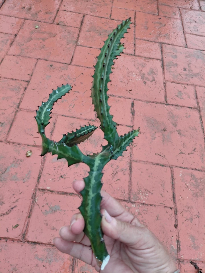 Dragon Bones Cactus Cutting – Large Euphorbia lactea ‘Candelabra’ Milk Stripe Variegated Stem for Propagation