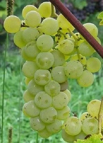Louise Swenson Grape Vine Cuttings Set of 5 Organic Vitis Hybrid for Planting