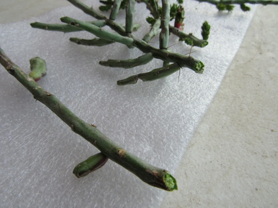 Christmas Cholla Cactus Cuttings – 4 Cylindropuntia Leptocaulis Segments – Tasajillo Desert Cactus