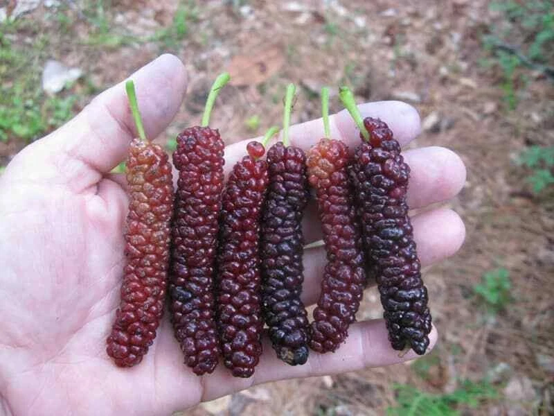 Pakistan Mulberry Cuttings – 10 Live Mulberry Cuttings for Rooting or Grafting, Morus Macroura Tree