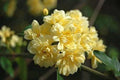 Lady Banks Rose Bush Plant - Yellow Flowers - Rosa banksiae - Starter Size, Heirloom Climbing Variety for Garden Trellis or Arbor