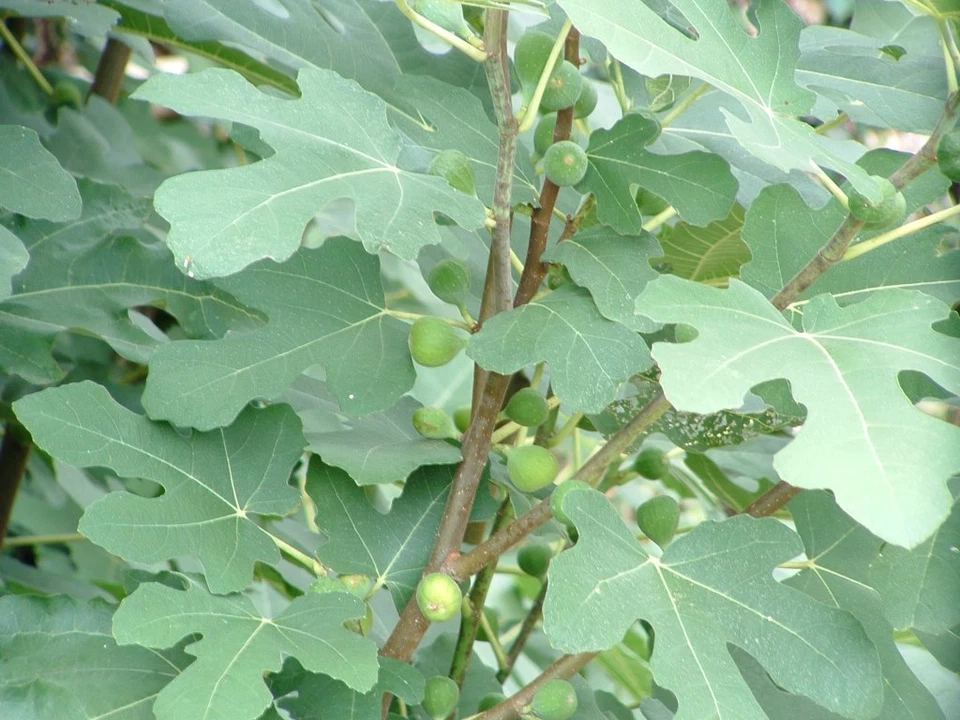 Brown Turkey Fig Cuttings – 3 Fresh Ficus Carica Stems for Rooting, Extra-Large Fruit Variety