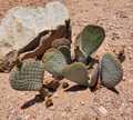 Opuntia Basilaris Beavertail Prickly Pear Cactus Pad Cutting Unrooted Ornamental Desert Plant