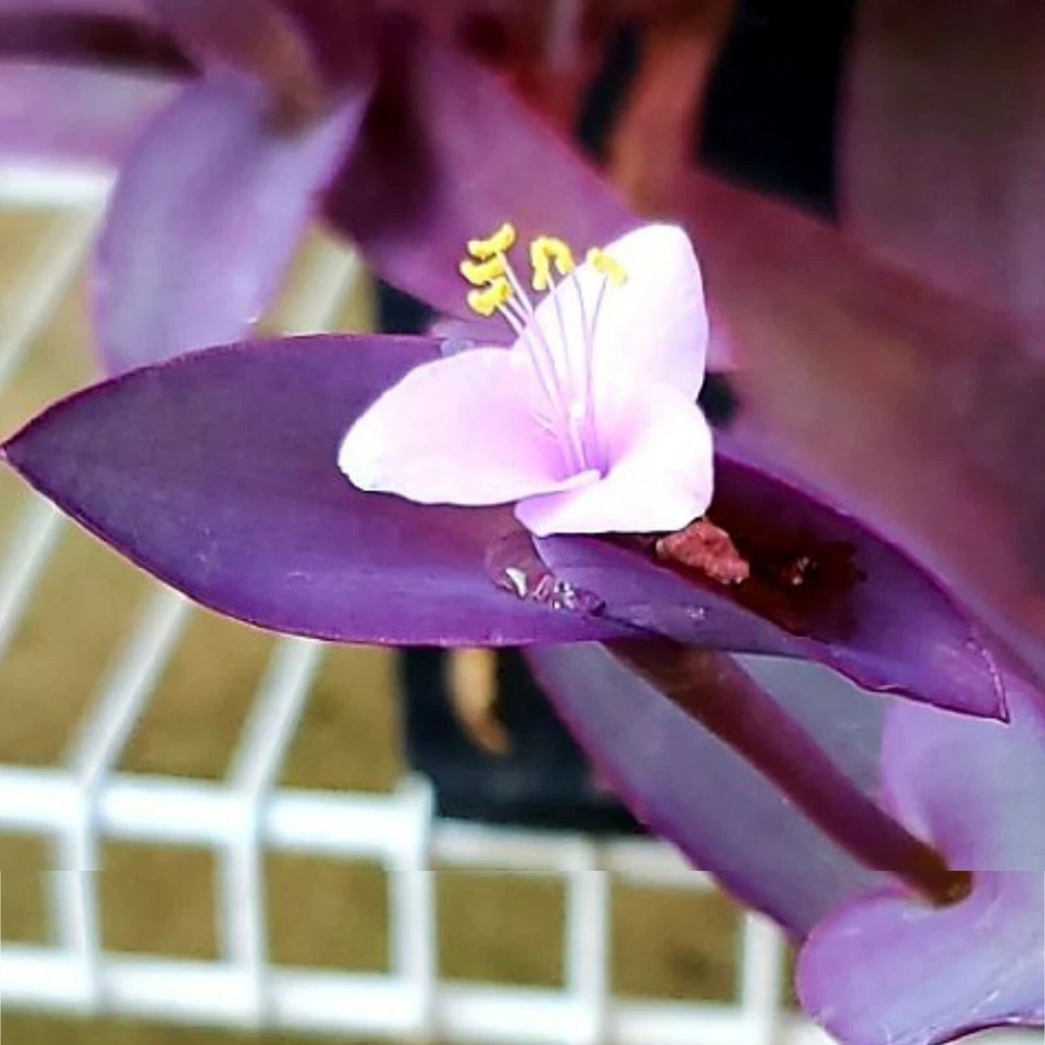 Wandering Jew Cuttings – 10 Live Purple Tradescantia Cuttings, Easy-Rooting Trailing Plant for Hanging Baskets & Indoor Pots