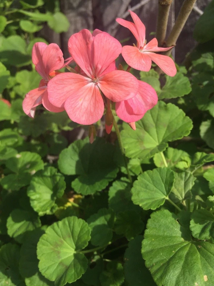 Salmon Pink Zonal Geranium Starter Cuttings – Pelargonium × hortorum Live Plant, 4 Unrooted Cuttings 8 Inches Long