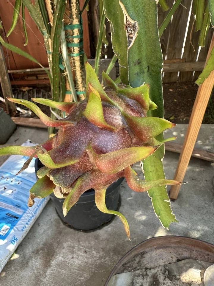 Dragon Fruit “Delight” Cuttings – 8–12 Inch Mature Hylocereus Stems for Rooting – Fruit Cactus Starter