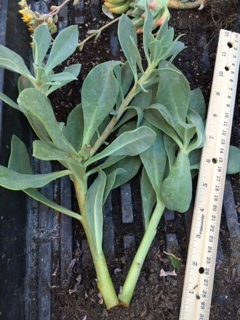 Rock Purslane Cuttings – 6 Live Calandrinia spectabilis Cuttings, Magenta Purple Flowering Plant for Planting