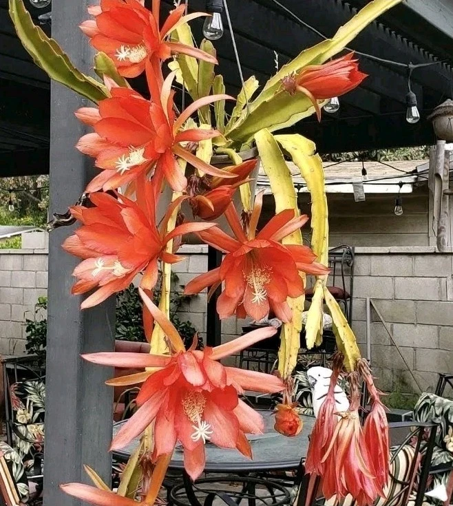 Orange Epiphyllum Orchid Cactus Cutting – Unrooted Stem 12–16 Inches for Propagation