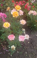 Miniature Rose Cuttings Set of 3 Apricot to Pink Live Fresh Rose Stems for Planting