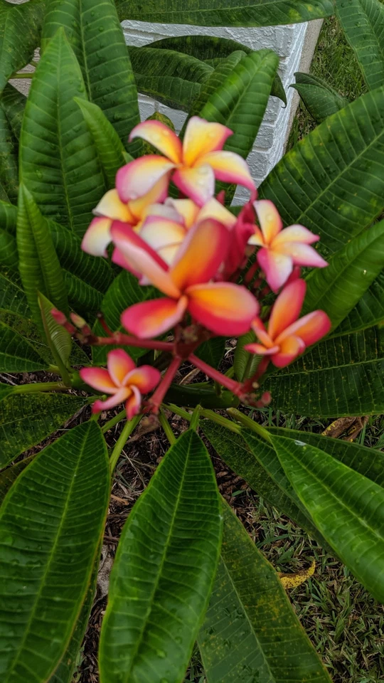 Plumeria Cutting 12 Inch Unrooted Frangipani Stem for Propagation, Tropical Flowering Plant Starter
