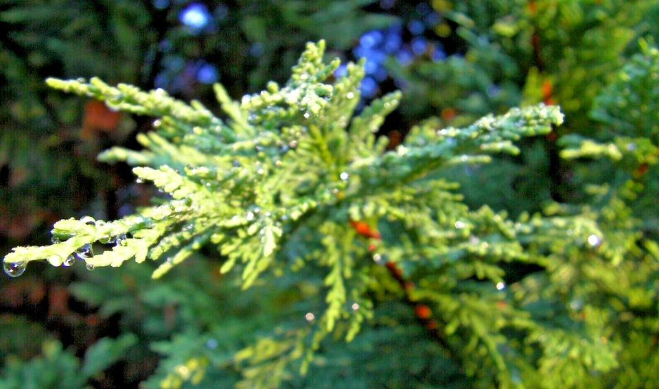 Leyland Cypress Cuttings – 15 Fresh Unrooted Pieces – Live Evergreen Tree Cuttings for Rooting