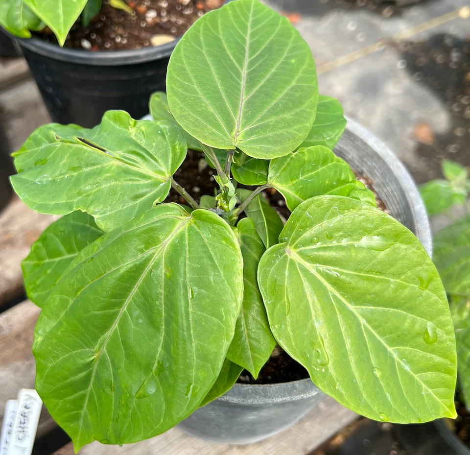 Sweet Granadilla Vine Cuttings – 6 Unrooted Passiflora ligularis Cuttings for Propagation