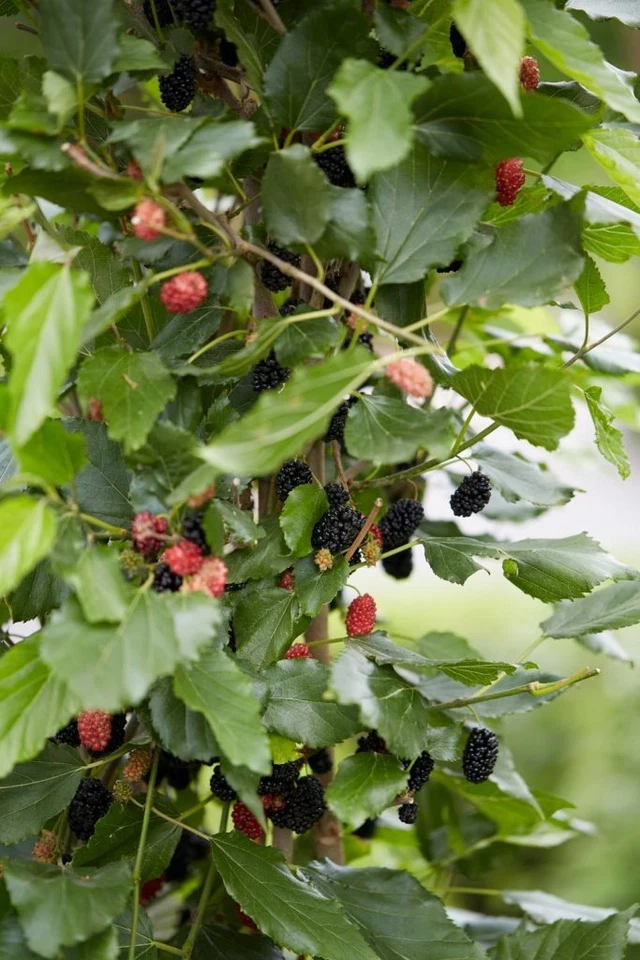 Illinois Everbearing Mulberry Live Plant – Morus Hybrid Fruit Tree for Garden or Container Growing
