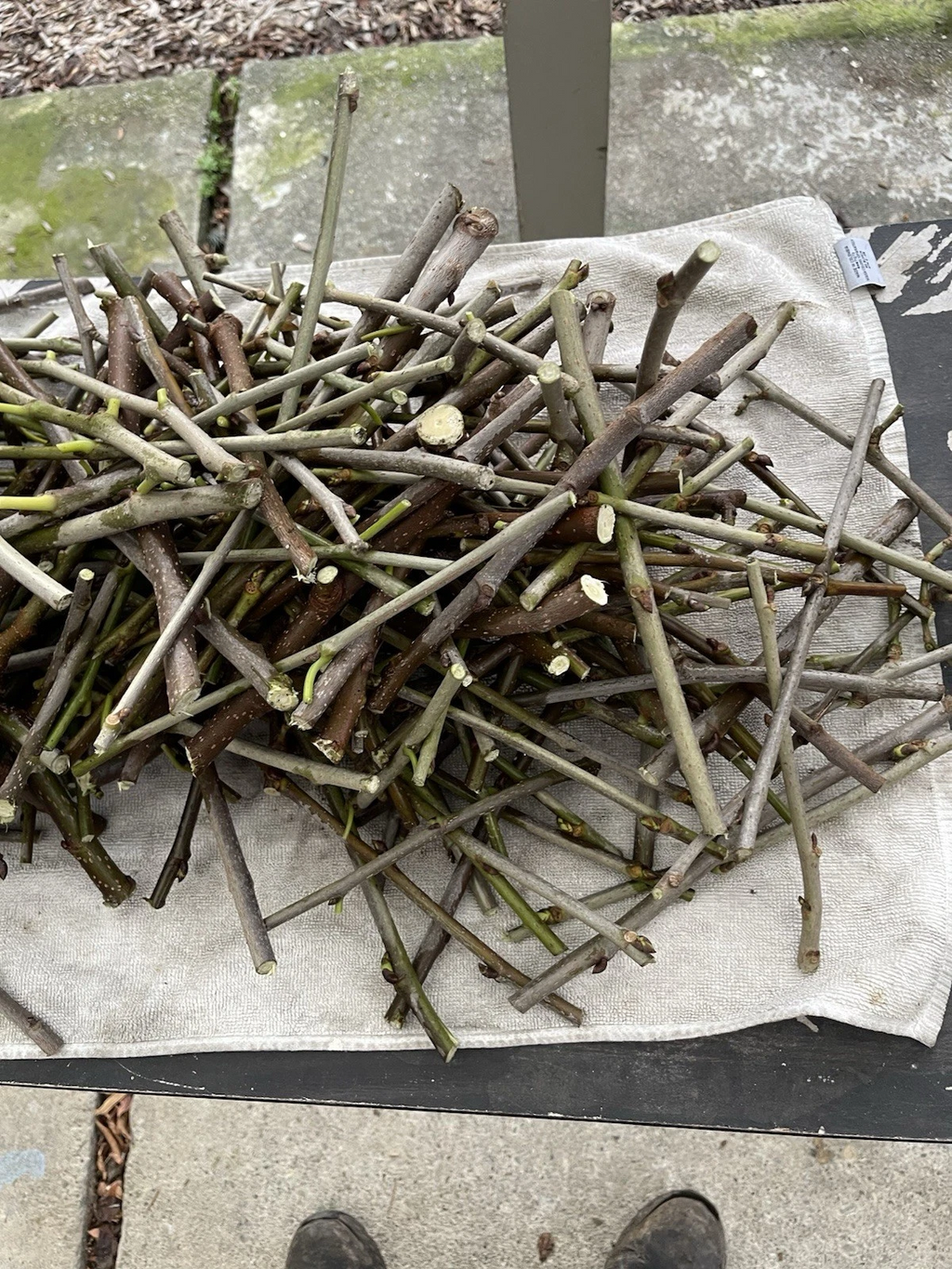 White Pakistan Mulberry Cuttings Live, 7 Unrooted Mulberry Cuttings for Grafting or Propagation