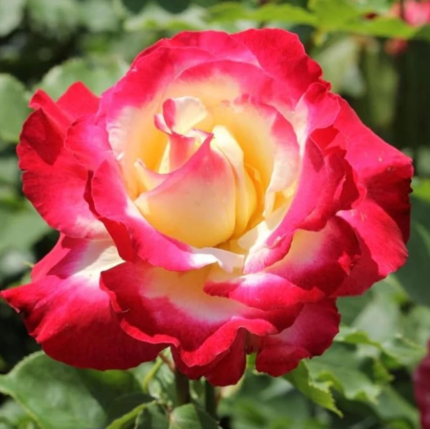 Double Delight Rose Live Plant for Planting – Bi-Color Fragrant Rose, 5–8 Inch Tall Bare Root Starter