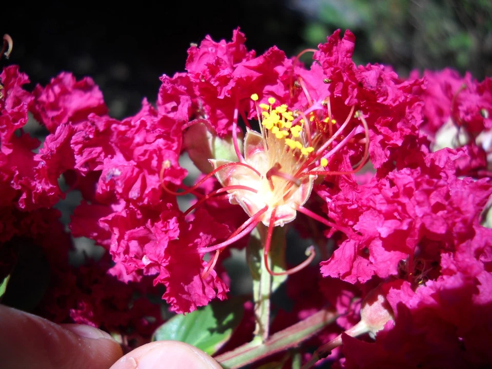 12 Crepe Myrtle Cuttings – Red Pink Raspberry Blooms – Lagerstroemia Flowering Tree Starter Cuttings