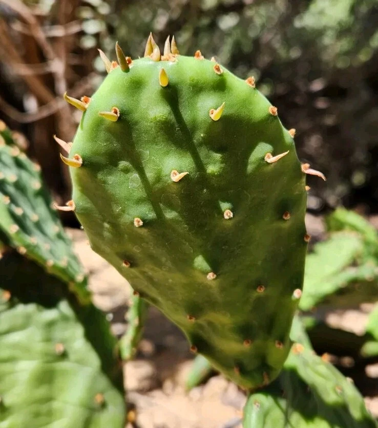 Opuntia humifusa Pad Cutting – Eastern Prickly Pear NYC Form – 1 Live Cactus Pad for Rooting
