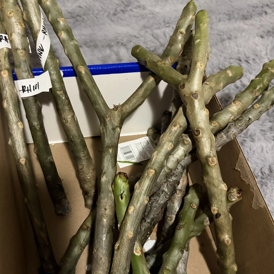 Royal Hawaiian Pink Plumeria Cuttings 8–12 Inch, Frangipani Unrooted Cuttings for Propagation Set of 2
