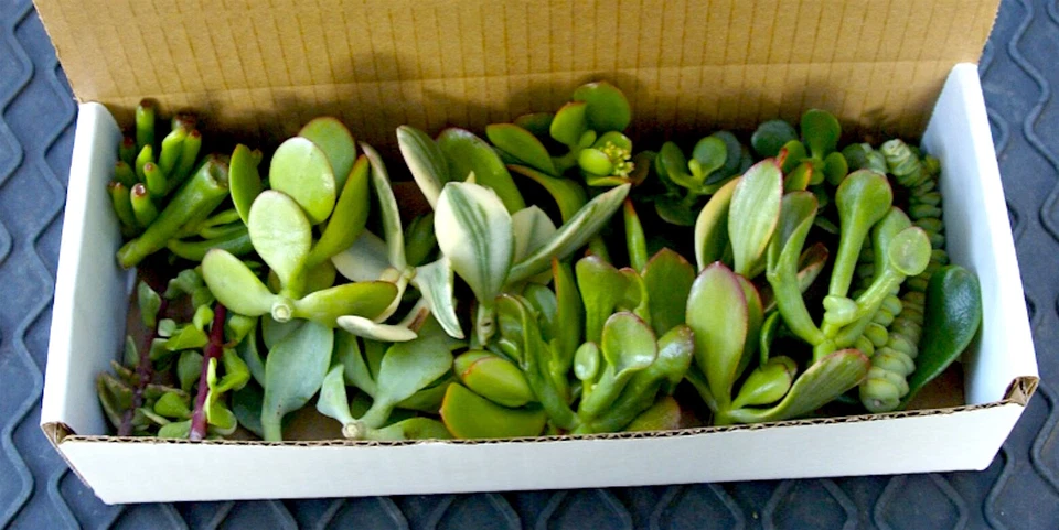 Jade Succulent Cuttings Set – 20 Plus Live Mixed Crassula Varieties, Unrooted Jade Plant Cuttings With Care Instructions