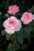 Pink Promise Rose Cuttings Live, 3 Unrooted Rose Cuttings for Rooting or Grafting Flowering Shrub