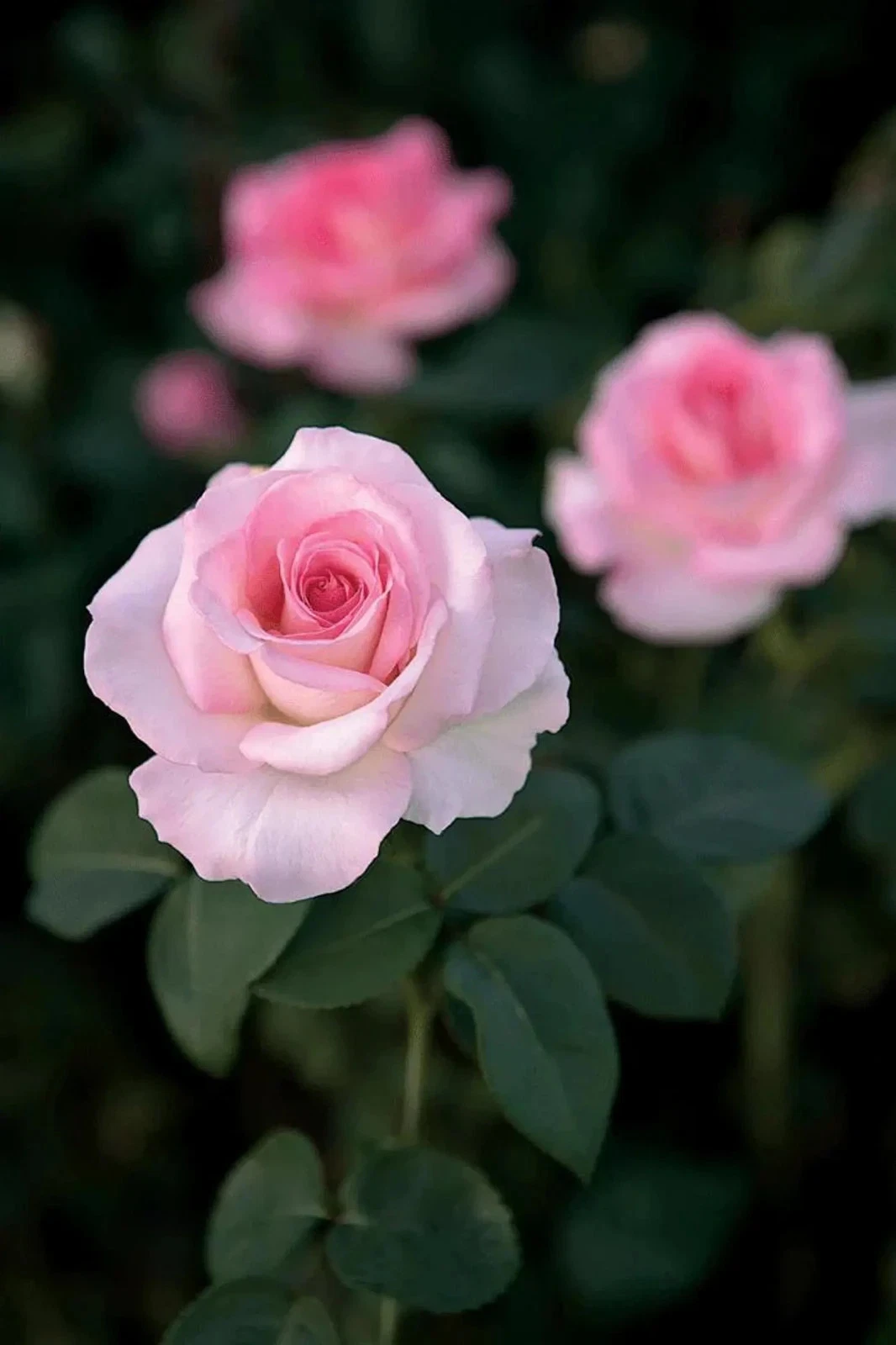 Pink Promise Rose Cuttings Live, 3 Unrooted Rose Cuttings for Rooting or Grafting Flowering Shrub