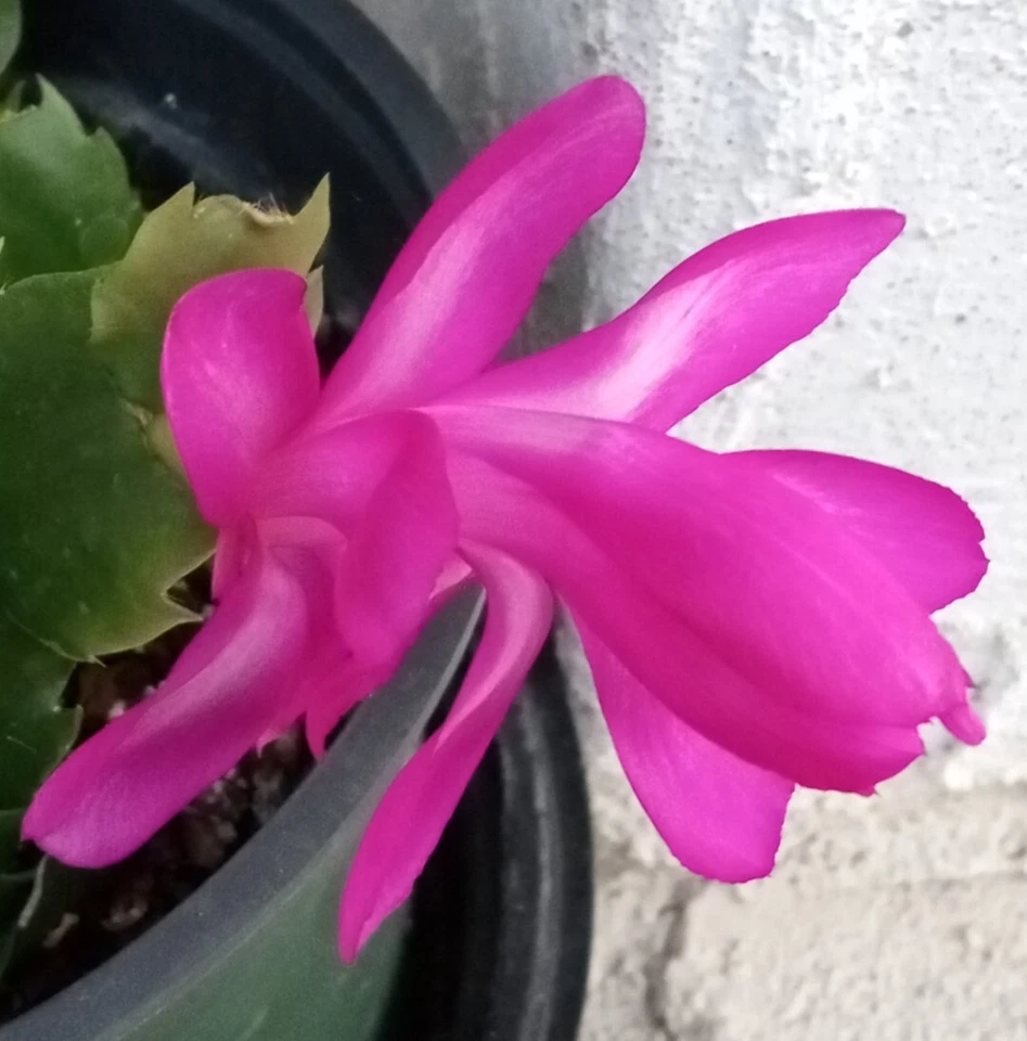 Thanksgiving Cactus Magenta Schlumbergera, 5 Live Plants Ready to Plant