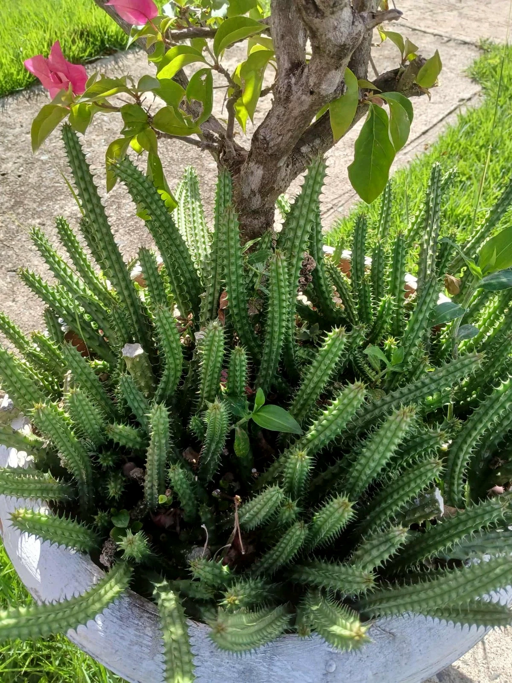 Huernia Macrocarpa Red Dragon – 6 Rooted Cuttings 10 Inches Long – Burgundy Form Succulent Stems