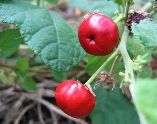 Red Turk’s Cap Plant Cuttings – 7 Live Malvaviscus arboreus Cuttings, Sleeping Hibiscus Flowering Shrub