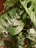 Monstera Adansonii Aurea Cuttings 2 Pieces Two Nodes Each Unrooted Live Tropical Houseplant