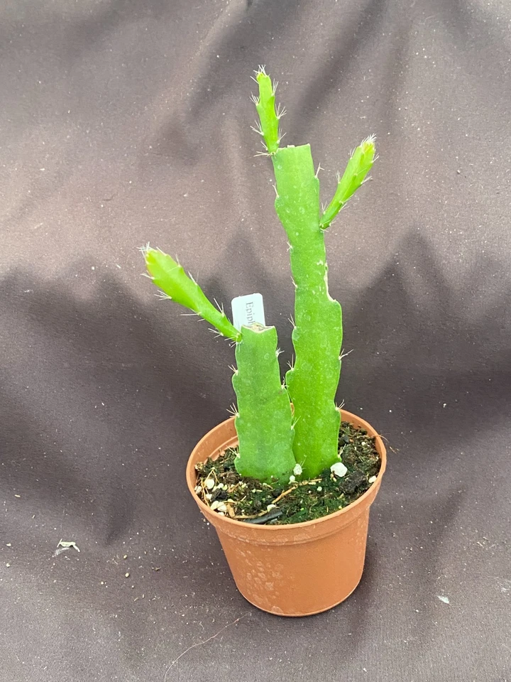 Epiphyllum Orange Fiesta Rooted Plants Orchid Cactus 2 Pieces Shipped in 3 Inch Pot Ornamental Cactus