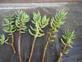 Crassula Tetragona Mini Pine Tree – 5 Live 5–7" Cuttings, Hardy Succulent Stems for Rooting, Great for Pots, Rock Gardens & Indoor Displays