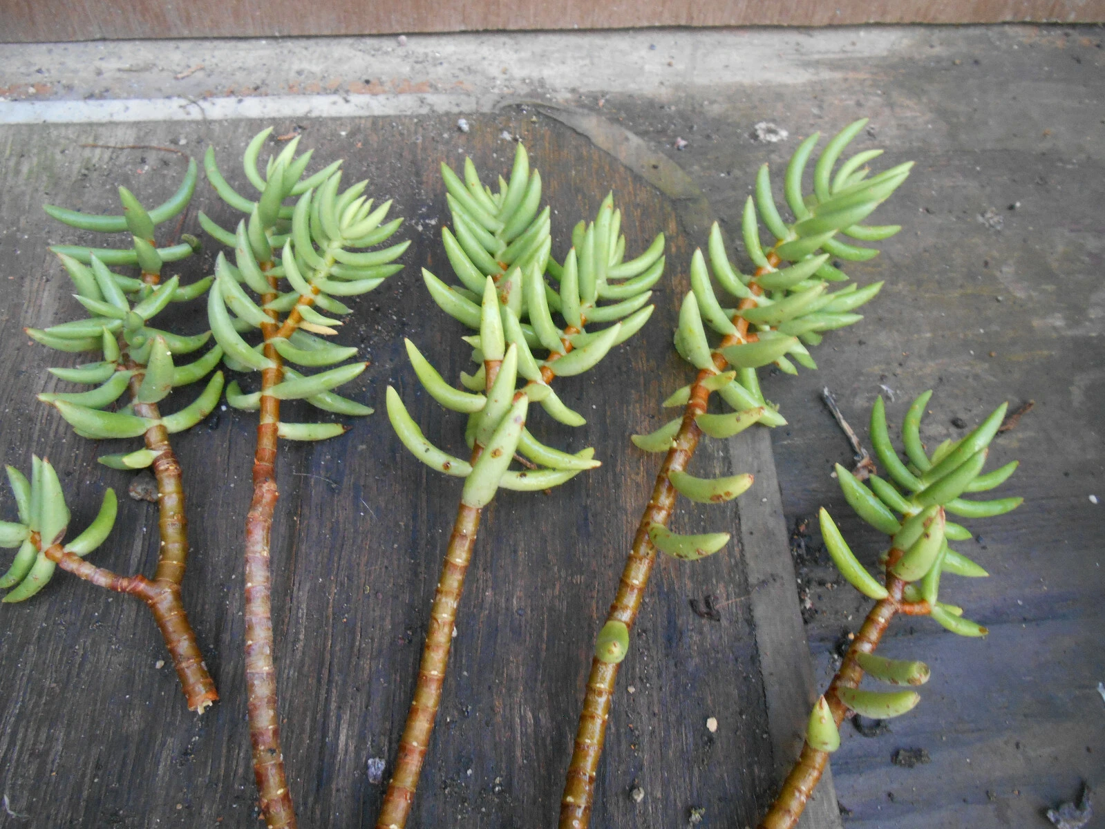 Crassula Tetragona Mini Pine Tree – 5 Live 5–7" Cuttings, Hardy Succulent Stems for Rooting, Great for Pots, Rock Gardens & Indoor Displays