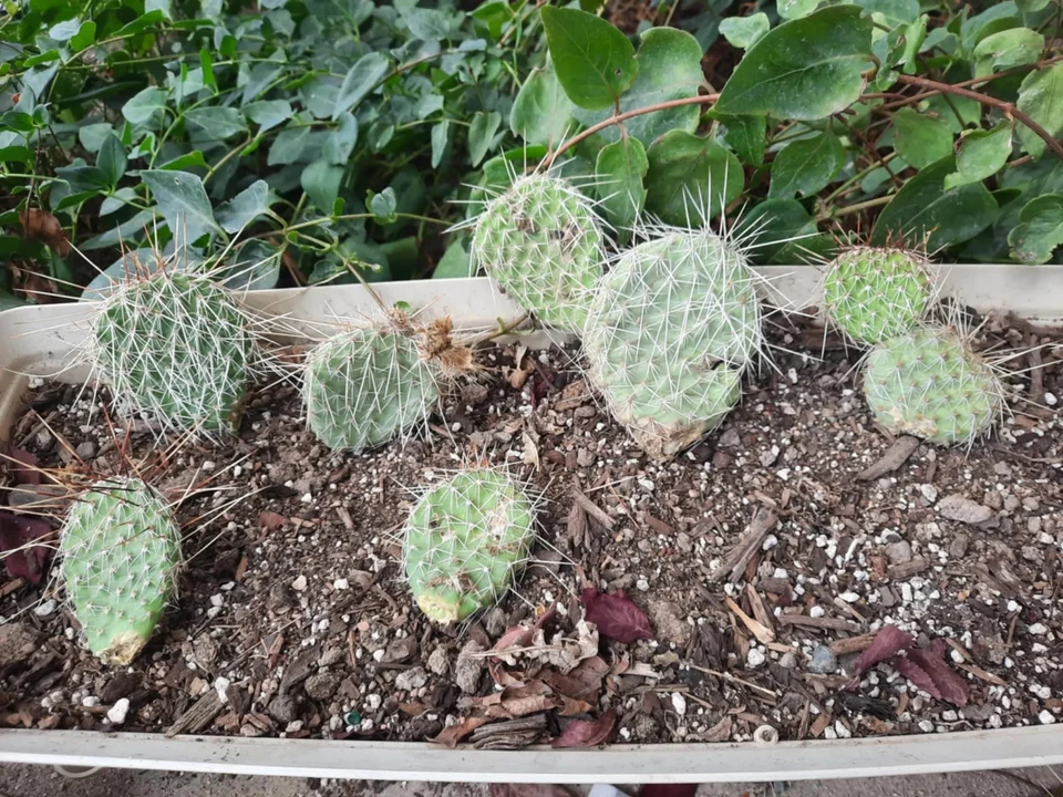 Opuntia Polyacantha Wyoming Prickly Pear Cactus – Cold Hardy Native Cactus Plant for Dry Gardens