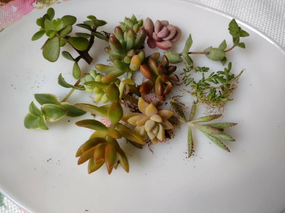 Assorted Succulent Cuttings – Set of 6 Fresh Mixed Varieties for Rooting, Live Plant Starter Pack