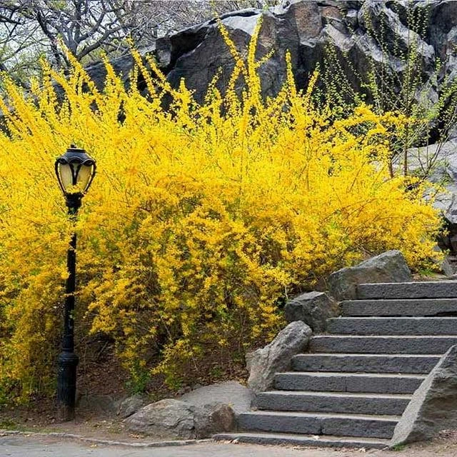 Forsythia Goldenrod Cuttings – 10 Unrooted 8in Stems for Rooting, Old Fashioned Yellow Forsythia Starter Wood