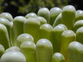 Fenestraria rhopalophylla Seeds – 20 Baby Toes Mesemb Succulent Seeds, Rare Living Stone Type Desert Plant for Growing