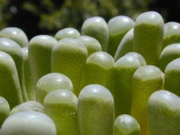 Fenestraria rhopalophylla Seeds – 20 Baby Toes Mesemb Succulent Seeds, Rare Living Stone Type Desert Plant for Growing