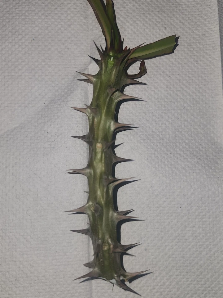 Euphorbia milii Crown of Thorns Cuttings – Live Succulent Plant Cuttings for Indoor or Outdoor Growing