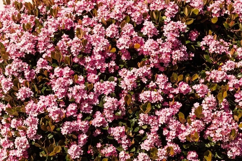 Indian Hawthorn ‘Pinkie’ Cuttings – 5 Unrooted Stems for Rooting or Grafting