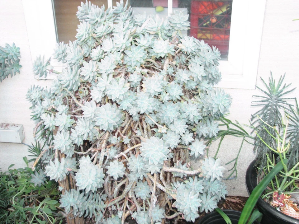 Graptopetalum Ghost Plant Succulent Cutting – Live Unrooted Plant Starter